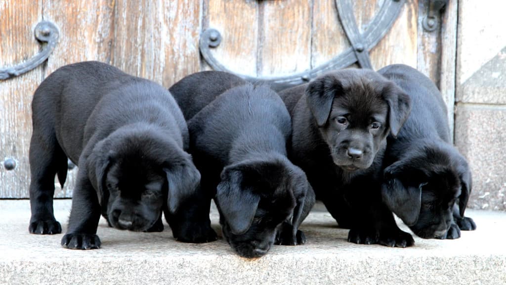 fire sorte labradorvalper ved siden av hverandre