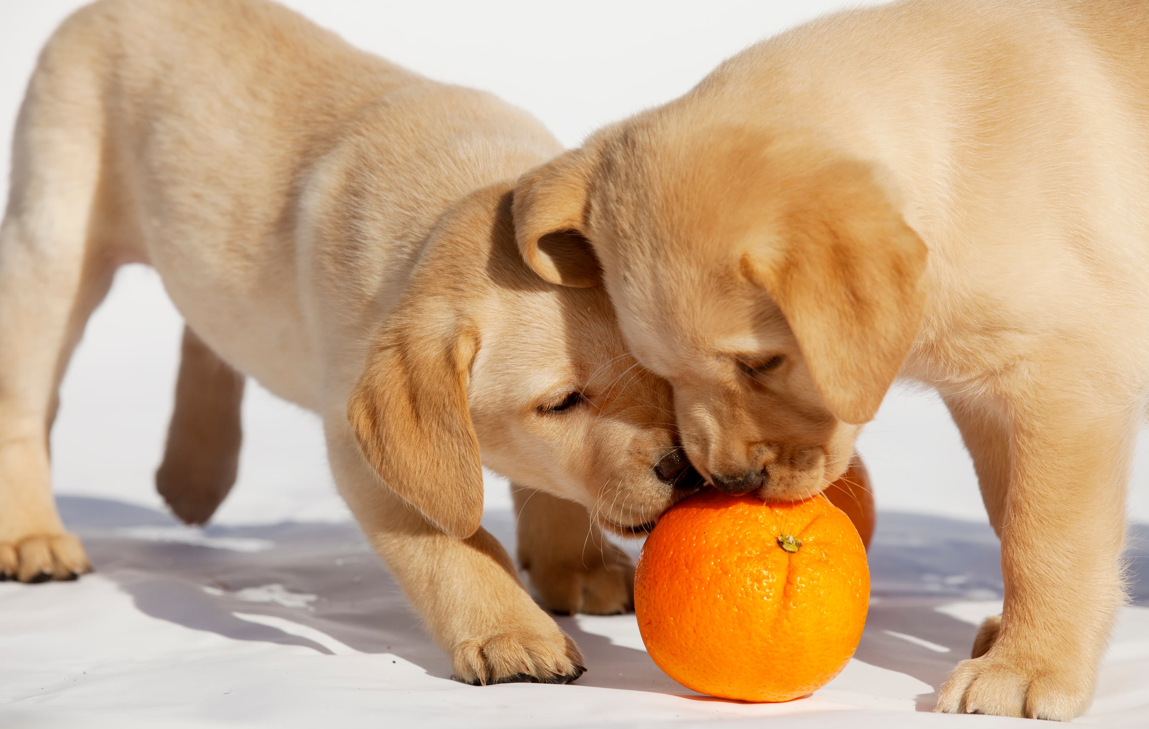 To lyse labardor-valper snuser på en appelsin