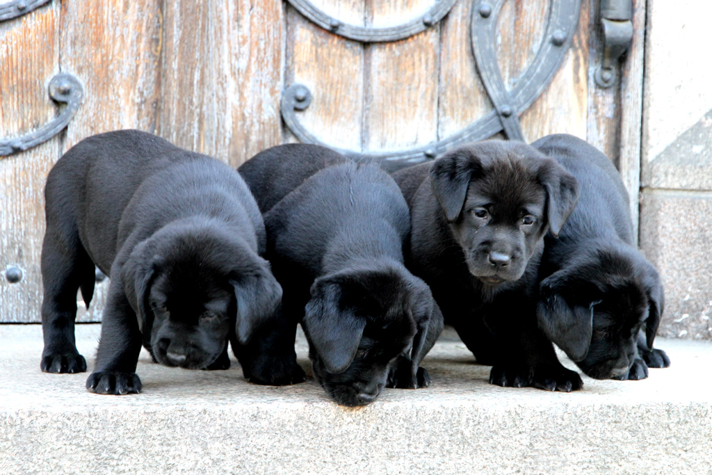 Fire sorte labrador retriever valper på en trapp.