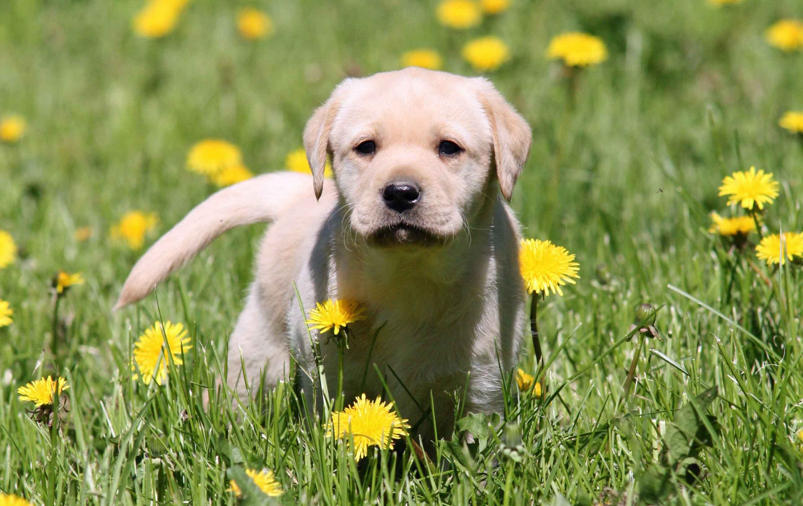 Gul labrador retriever valp i løvetanneng