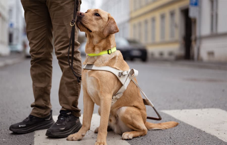 En mørk gul labrador retriever med hvit førerhundsele, sitter ved siden av en person i et gatemiljø