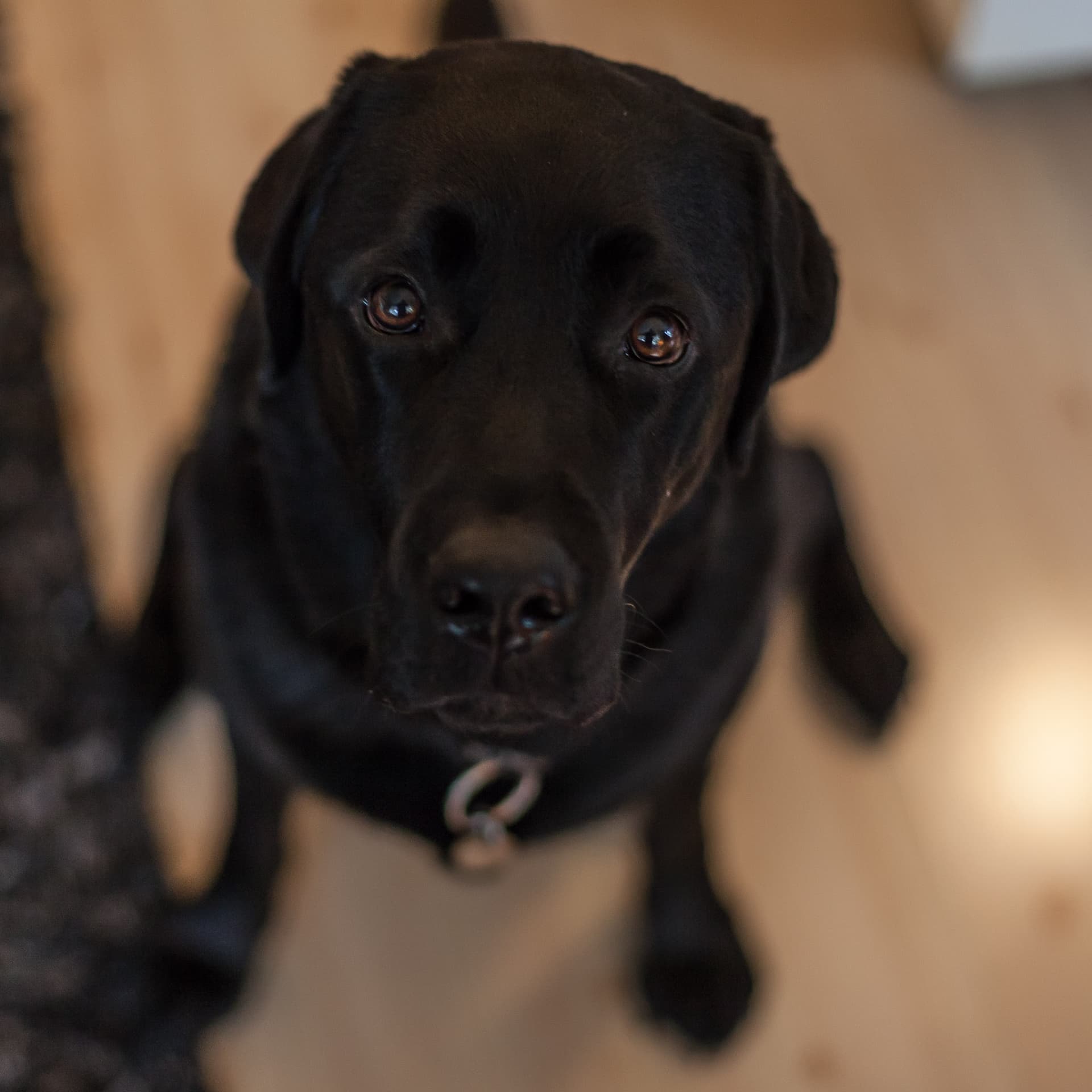 Bilde av svart labrador - Norges Blindeforbund