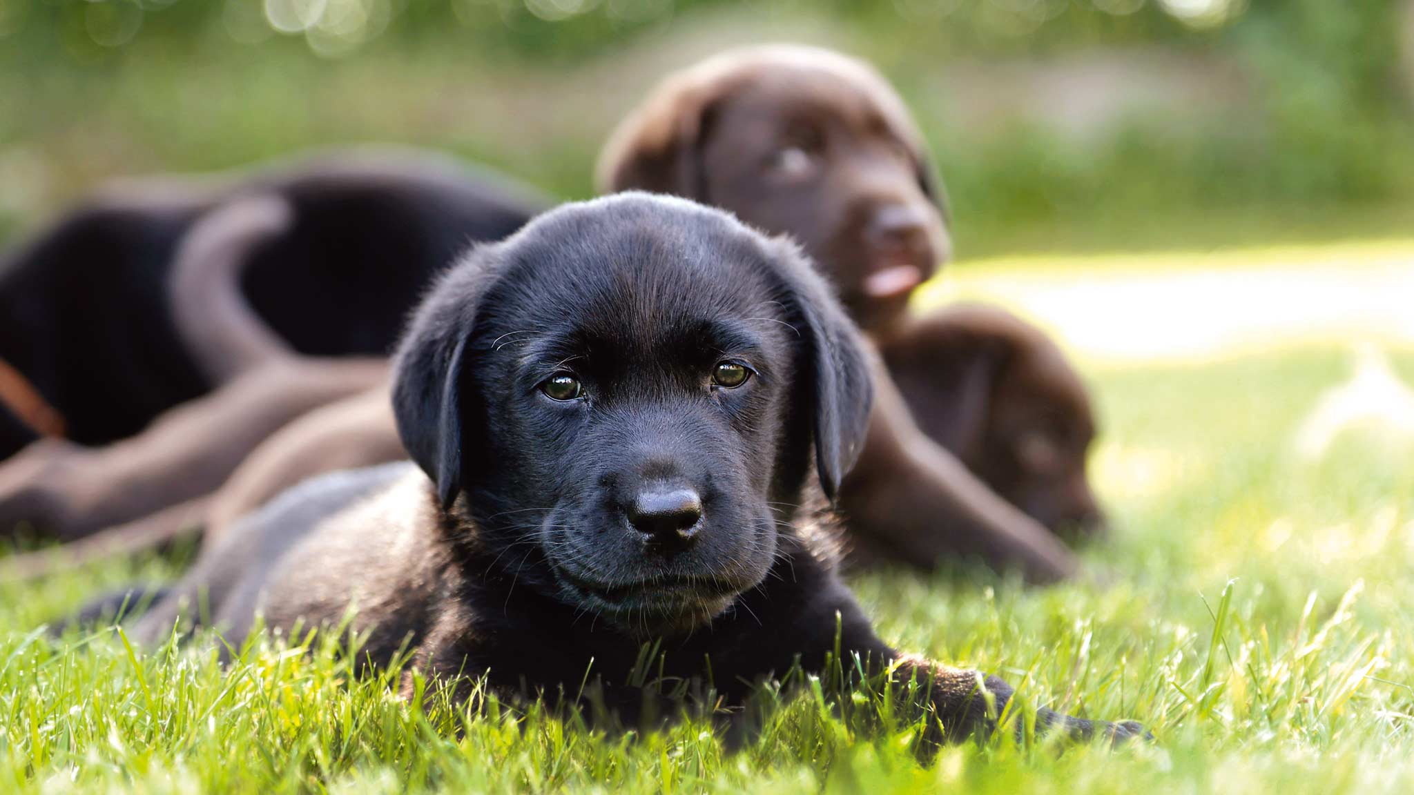 Sorte labradorvalper ligger i grønt gress